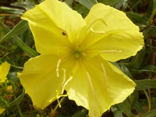 missouriensis Evening Primrose