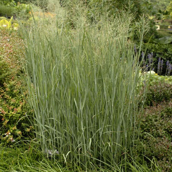 Heavy Metal Switch Grass