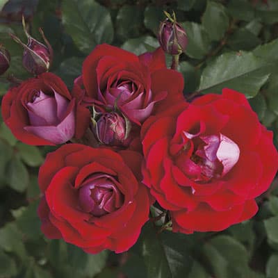 Take It Easy™ Rose