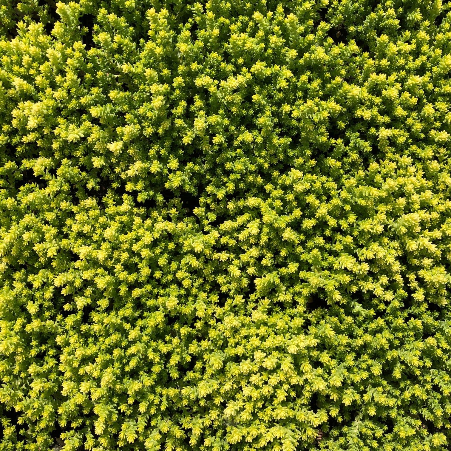 Aureum Stonecrop — photo 1