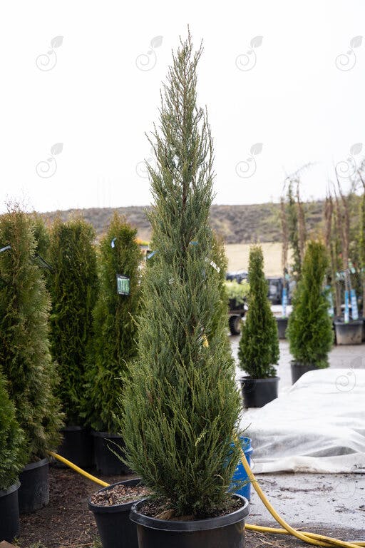 juniperus-scopulorum-blue-arrow