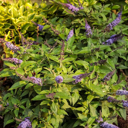 Pugster Blue® Butterfly Bush
