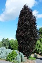 Red Obelisk Columnar Purple Beech — photo 1