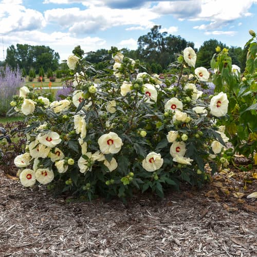 Summerific® French Vanilla™ Rose Mallow