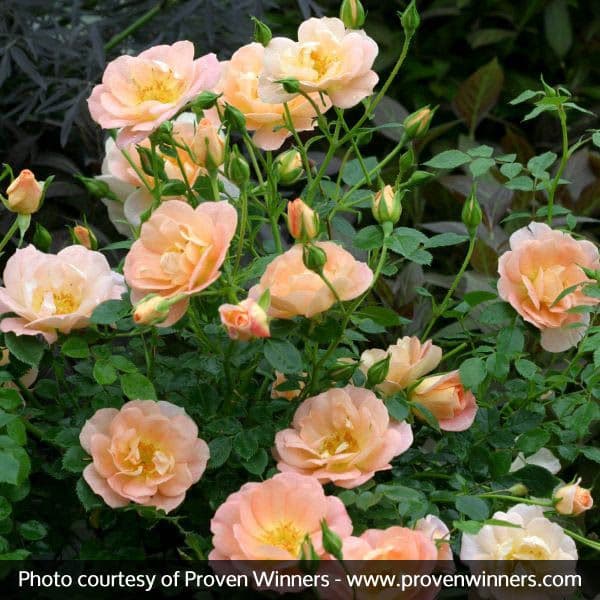 Horcoherent Peachy Cream Rose — photo 1