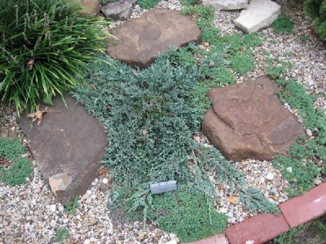 Blue Chip Creeping Juniper
