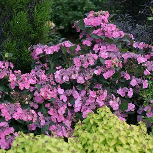 Tuff Stuff™ Reblooming Mountain Hydrangea