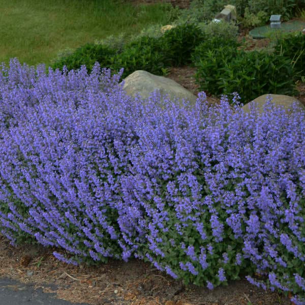 Purrsian Blue Catmint