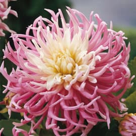 Star's Favorite Dahlia