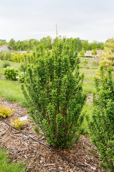 Ligustrum vulgare 'Swift' Straight Talk®