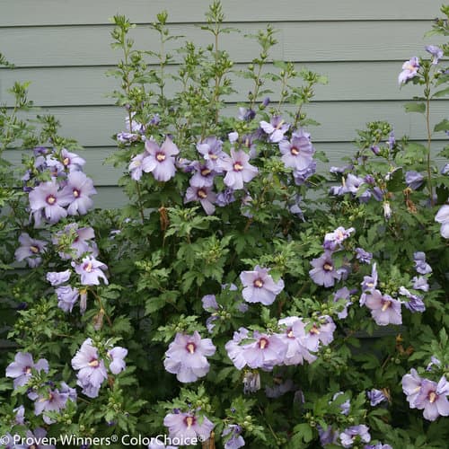 Azurri Blue Satin® Rose of Sharon