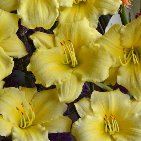 Hemerocallis 'Stella Supreme'