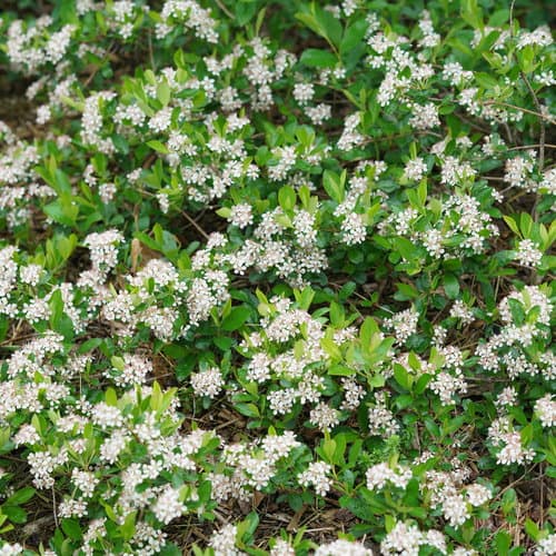 Ground Hug™ Chokeberry Shrub