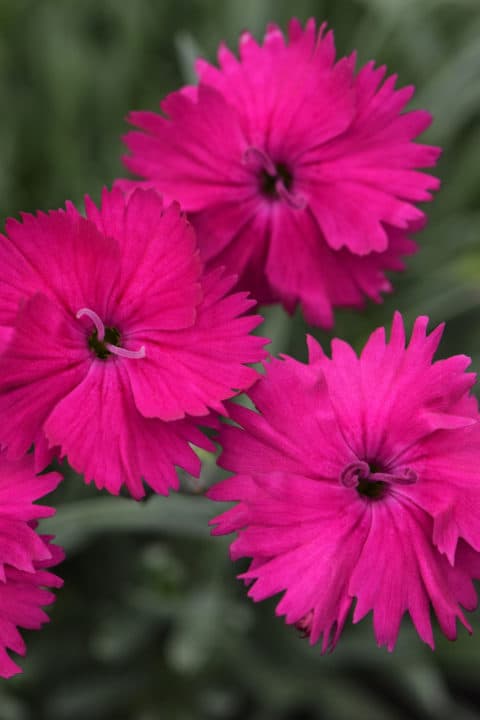 Single Neon Star Dianthus — photo 1