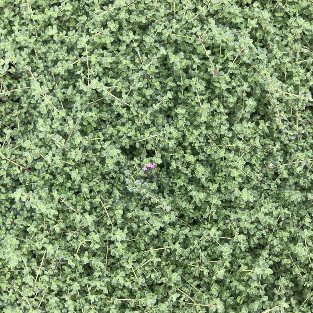 Woolly Thyme