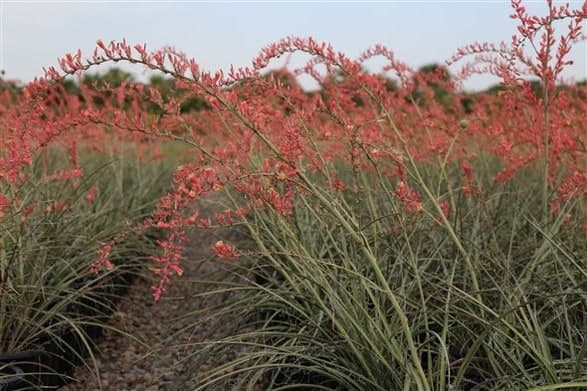 Desert Flamenco® Red Yucca