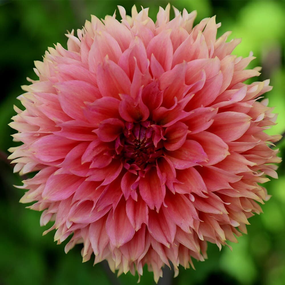 Dahlia 'Orange Fubuki' — photo 1