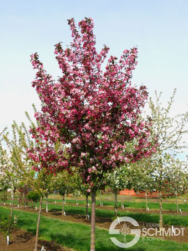 Ruby Dayze® Flowering Crabapple Tree