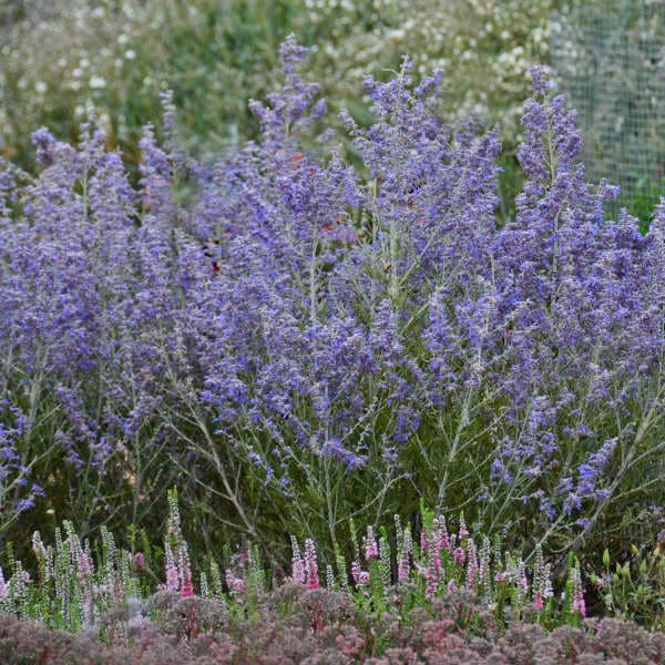 Peek-a-Blue Russian Sage