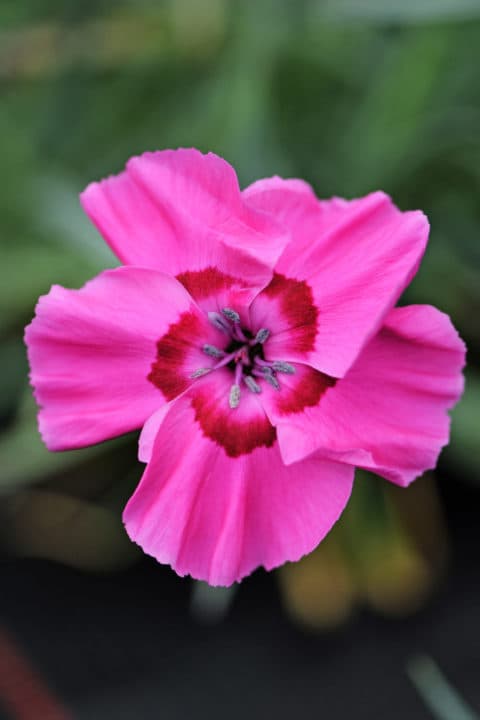 Bumbleberry Pie Dianthus