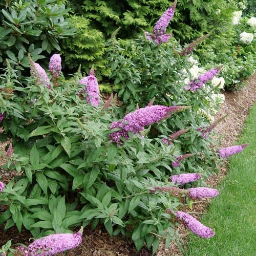 zPugster Pinker™ Dwarf Butterfly Bush — photo 1