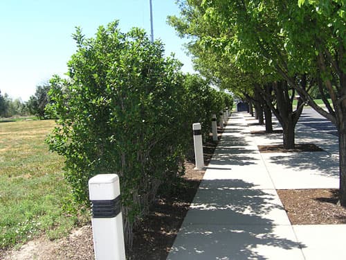 Rhamnus frangula columnaris