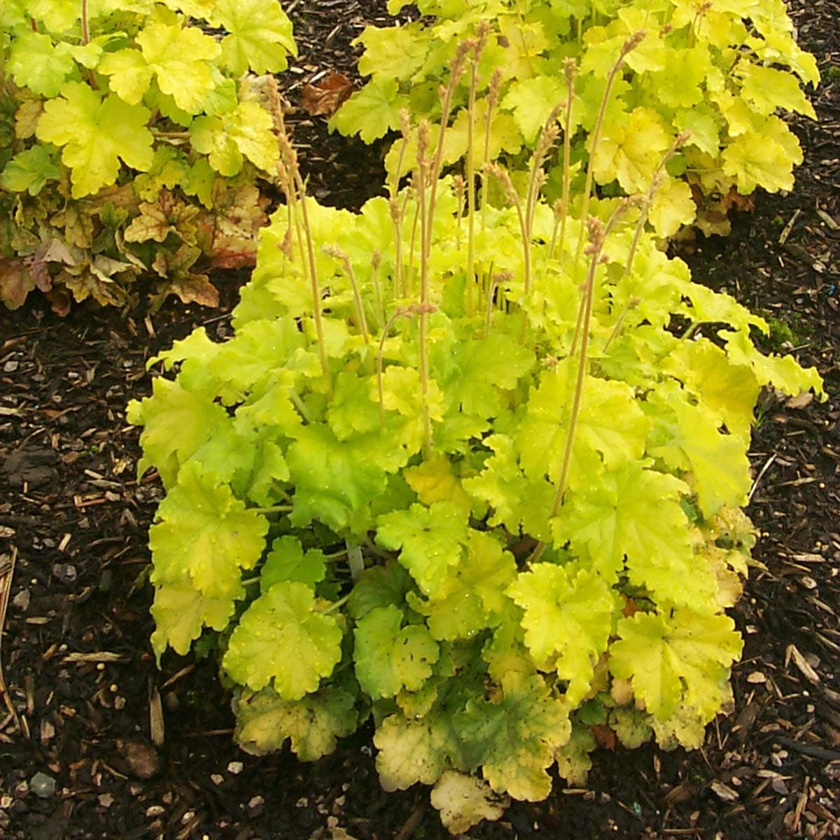 Lemon Chiffon Coral Bells — photo 1