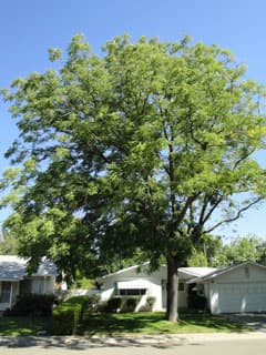 Espresso-JFS Espresso™ Kentucky Coffee Tree