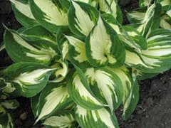 Hosta 'Fire and Ice'