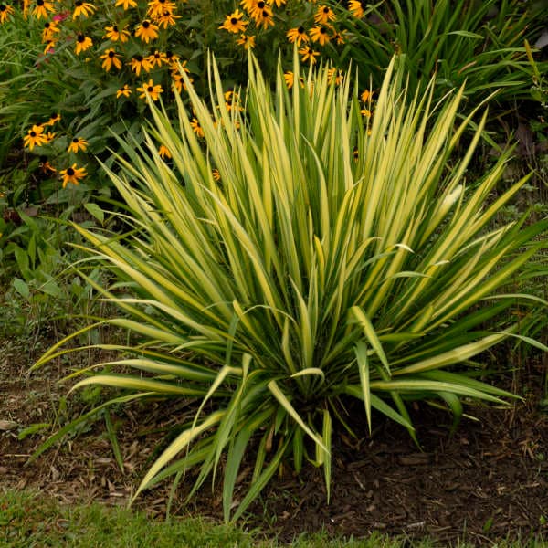 Yucca 'Color Guard'