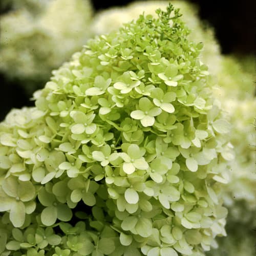 hydrangea-paniculata-limelight