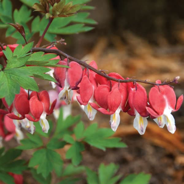 Hordival Valentine® Bleeding Heart