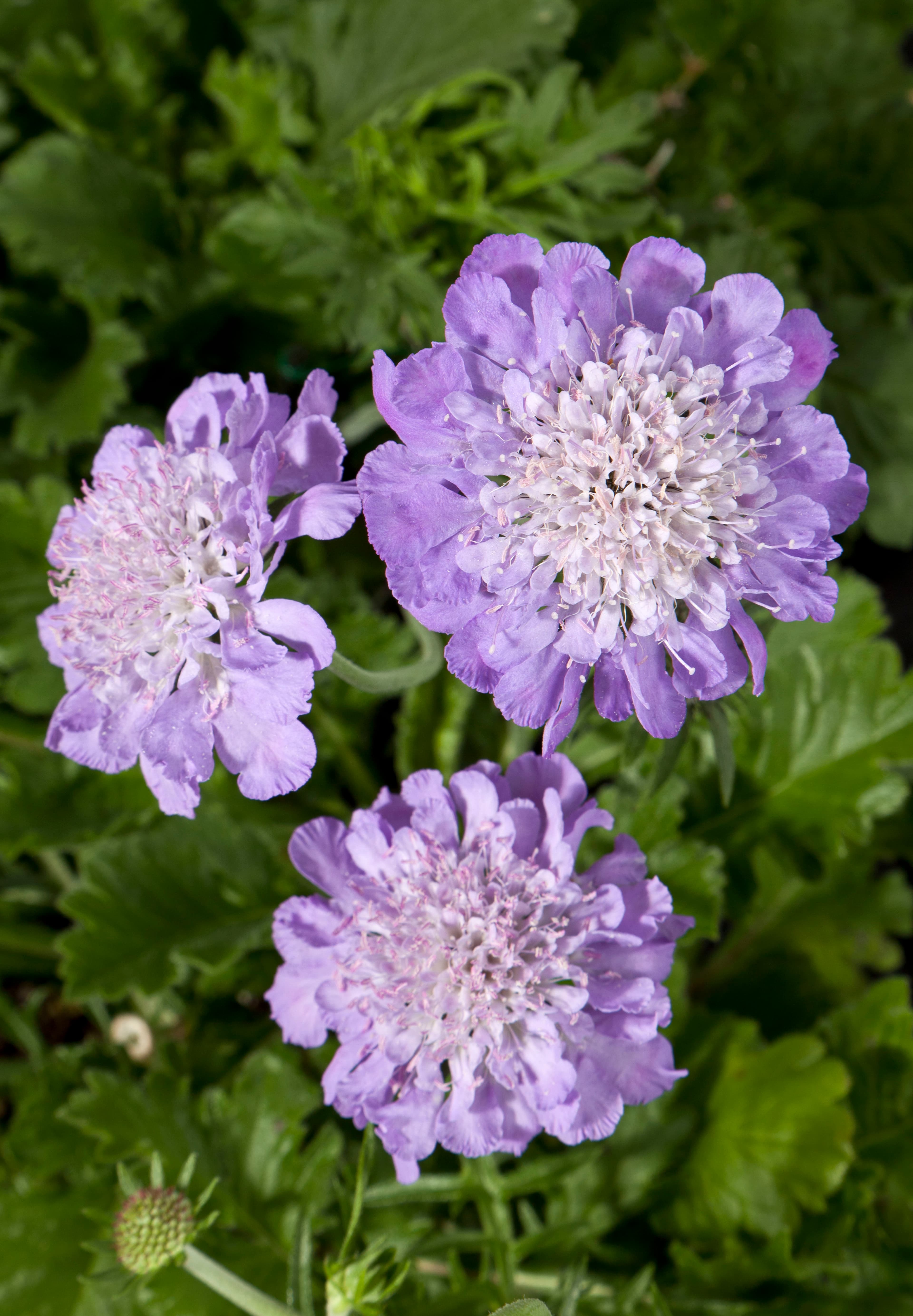 GIGA® Blue Pinchusion Flower