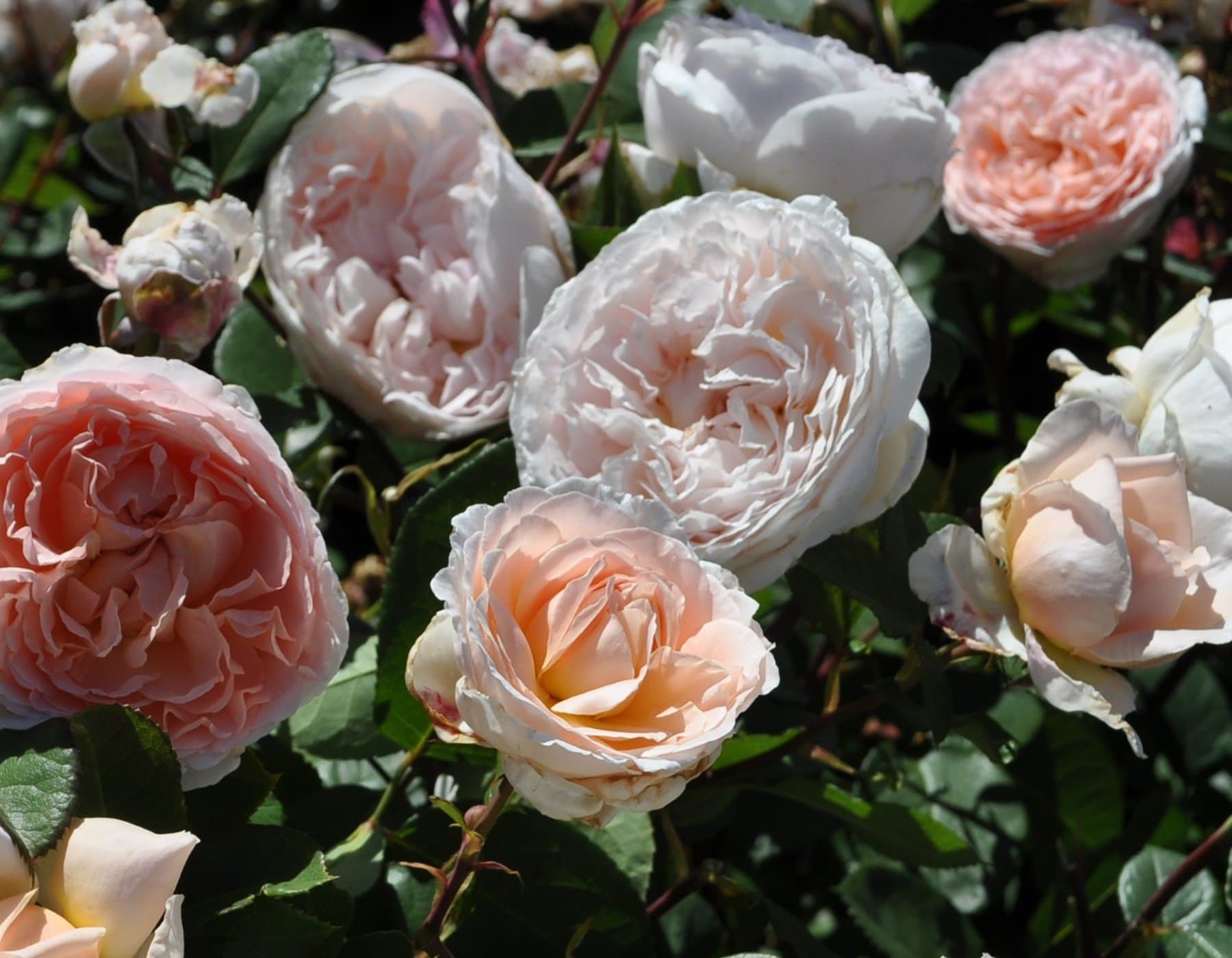 Bliss Parfuma® Rose