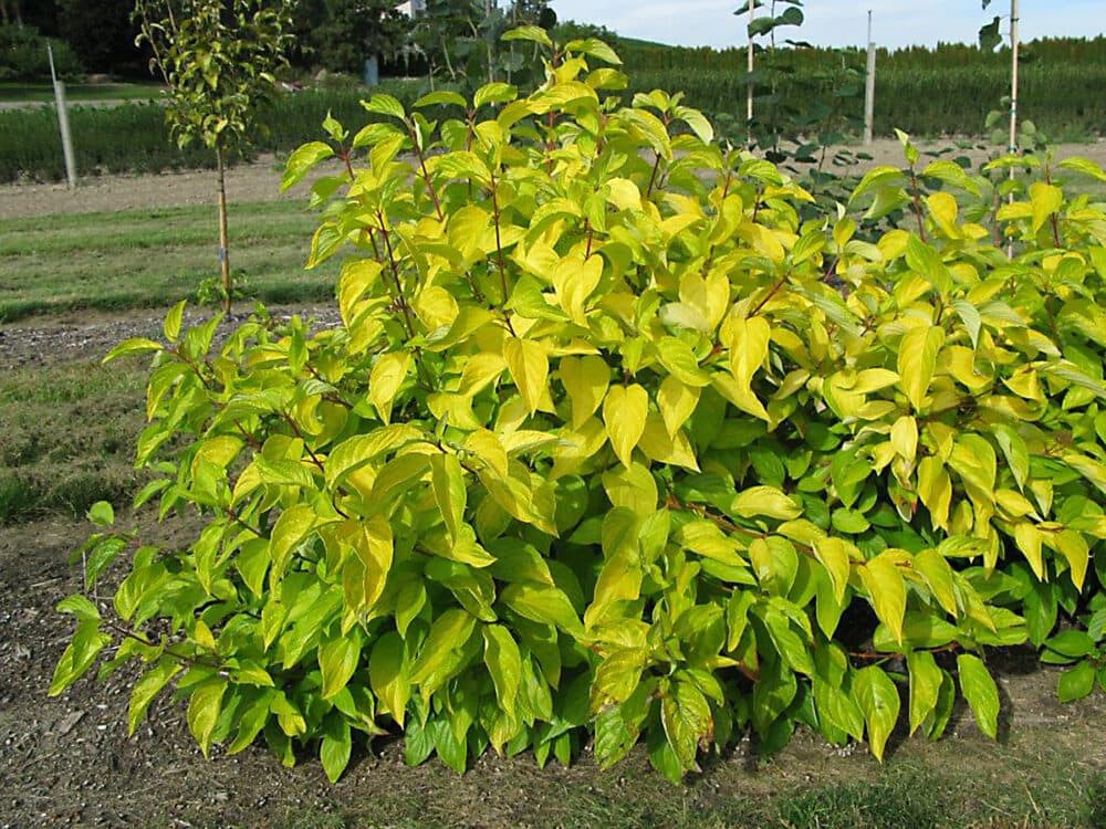 Neon Burst™ Chartreuse Dogwood