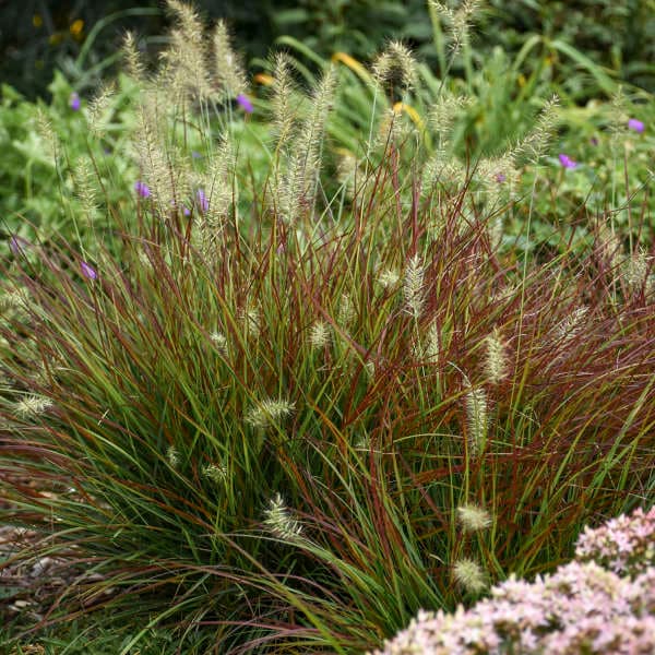 Burgundy Bunny Dwarf Fountain Grass