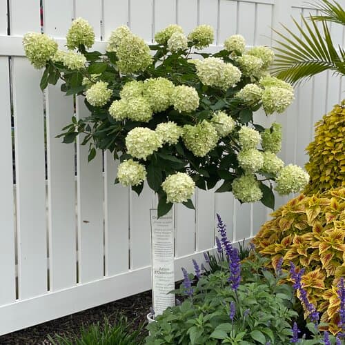 Hydrangea paniculata 'Limelight'