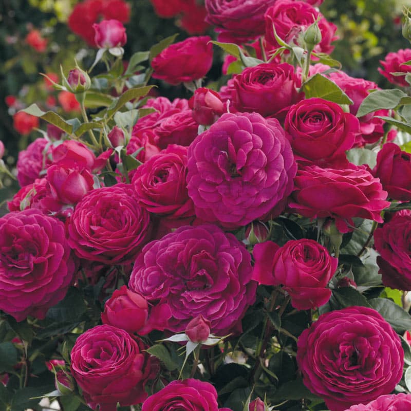 Celestial Night™ Rose