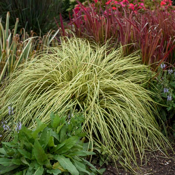 Evergold Sedge Grass