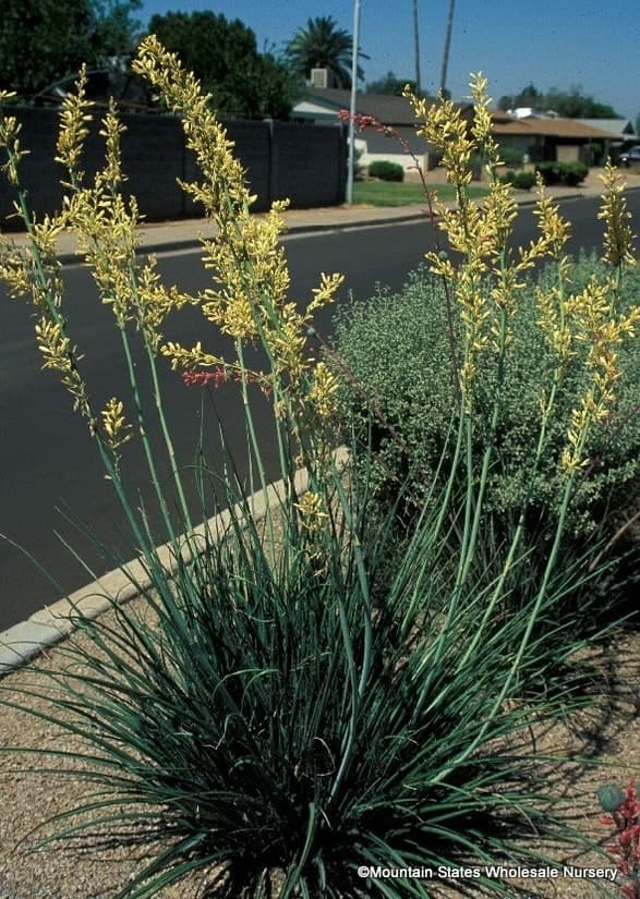 Yellow Yucca Yellow Yucca