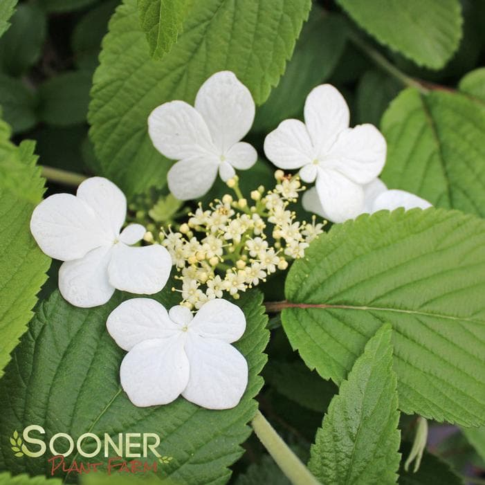 Kilimanjaro Pyramidal Viburnum — photo 1