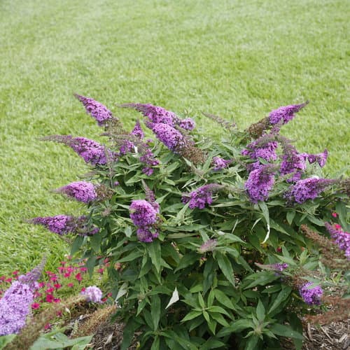 Pugster Periwinkle® Butterfly Bush