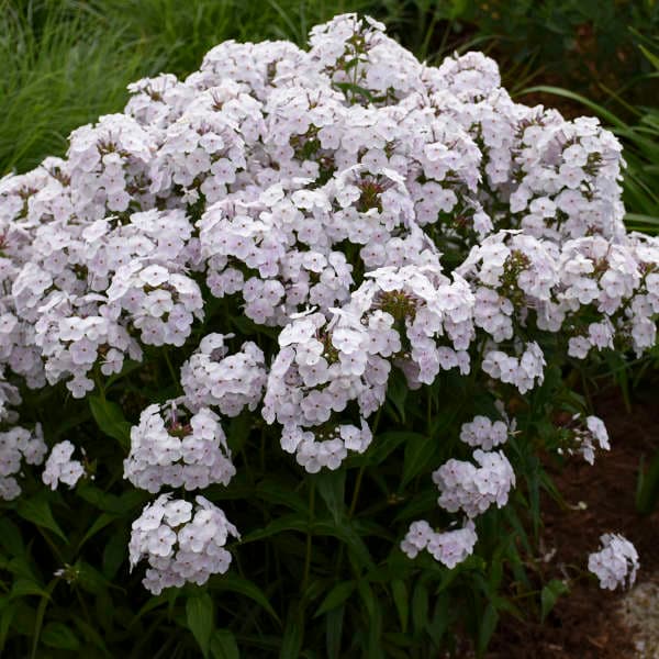 Fashionably Early Crystal Tall Phlox — photo 1