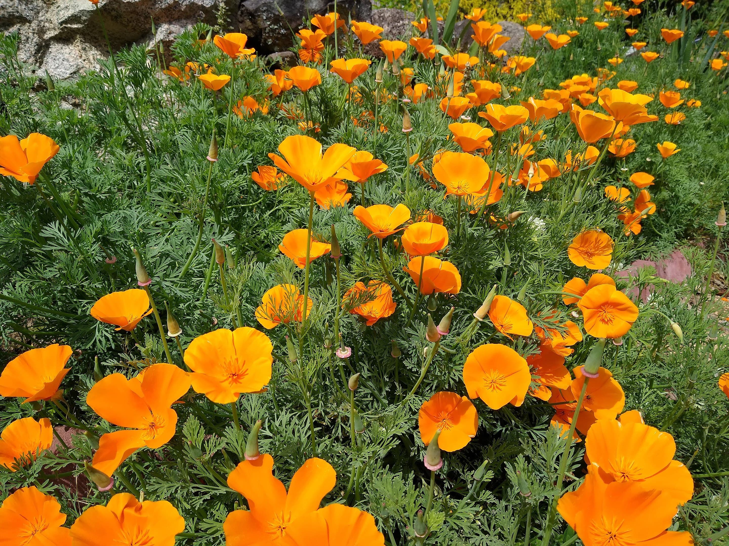 California Poppy