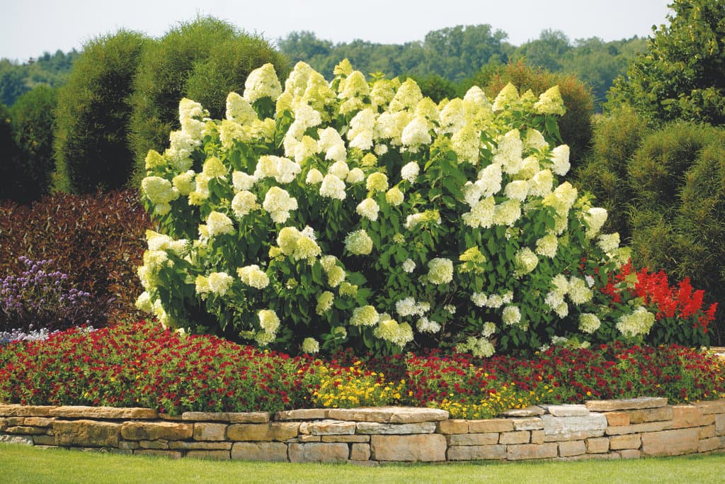 hydrangea-paniculata-limelight