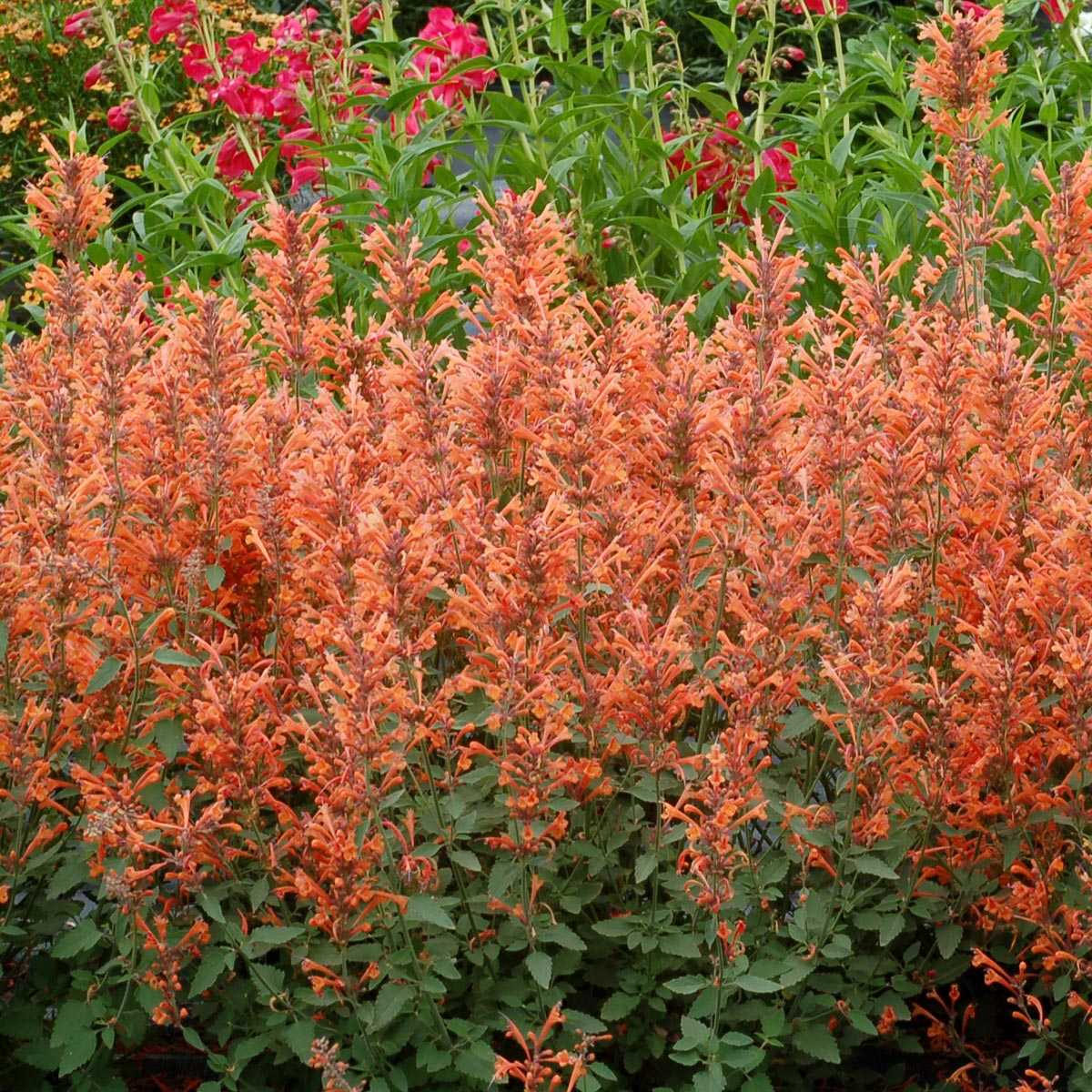 Kudos™ Mandarin Hyssop — photo 1