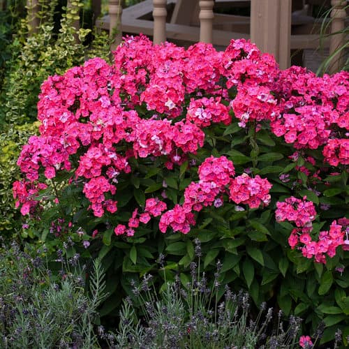 Garden Girls® Glamour Girl Tall Phlox