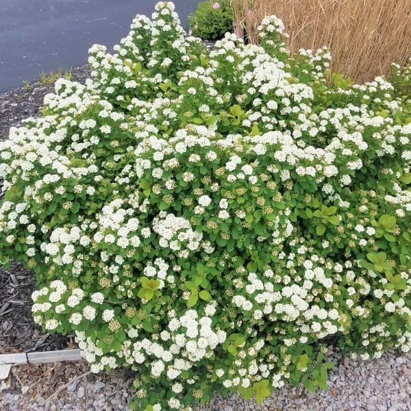 Spiraea betulifolia 'Tor'