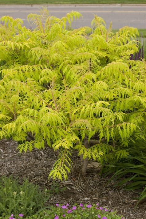 Tiger Eyes® Yellow Sumac — photo 1