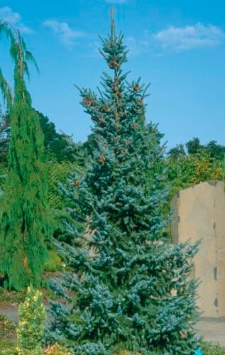 Picea omorika 'Bruns'